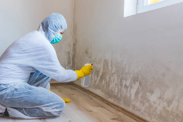 Licensed Mold Remediation service in Cheyney, PA - WQB Mold Removal
